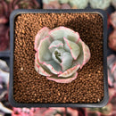 Echeveria 'Berkley Light' Variegated 1” Succulent Plant