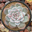 Echeveria 'Ivory' 4"-5" Selected Clone Powdery Succulent Plant