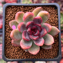 Echeveria 'Black Rose' Hybrid 1"-2" Succulent Plant