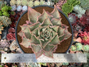 Echeveria 'Madiba' 6" Very Large Specimen Succulent Plant