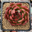 Echeveria Agavoides 'Prolifera' 3" Succulent Plant