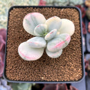 Cotyledon 'Orbiculata' Variegated 2" Succulent Plant