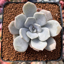 Echeveria 'Tiramisu' 2" Powdery Succulent Plant