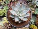Echeveria 'Colorata' 4" Powdery Succulent Plant
