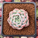 Echeveria 'Primera' 1"-2" Succulent Plant