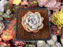 Echeveria 'Phantom of Pink' 2" Powdery Succulent Plant