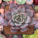 Echeveria 'Purple Champaign' 3" Succulent Plant