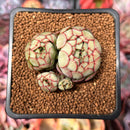 Echeveria 'Karen' 2" Cluster Succulent Plant