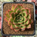 Echeveria Agavoides 'Happy' 2” Succulent Plant