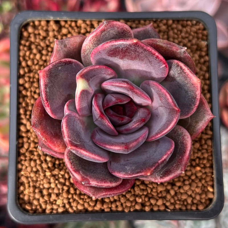 dark succulent plant Echeveria 'Dark Chocolate' 2" Succulent Plant