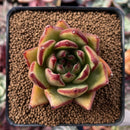 Echeveria Agavoides 'Lemon Tree' 2" Succulent Plant