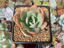 Echeveria 'Luella' Variegated 2" Succulent Plant