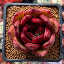 Echeveria Agavoides sp. 2"-3" Succulent Plant