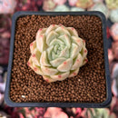 Echeveria 'Mario' Malgan Hybrid 1" Succulent Plant