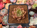 Echeveria Agavoides 'Star of Seoul' 1"-2" New Hybrid Succulent Plant