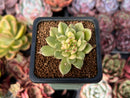 Echeveria Agavoides 'Eve' Variegated 1" Succulent Plant