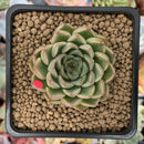 Echeveria 'Cream Roll' 1"-2" New Hybrid Succulent Plant