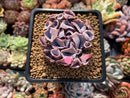 Echeveria 'Trumpet Pinky 1"-2" Succulent Plant