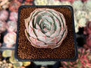 Echeveria 'Beads of Dew' 1" Succulent Plant