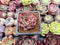 Echeveria Agavoides 'Pink Dragon' 1" Cluster Succulent Plant