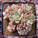 Echeveria Agavoides 'Rajoya' 3" Crested Cluster Succulent Plant