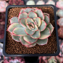Echeveria 'Esther' Variegated 2" Succulent Plant