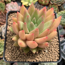 Echeveria Agavoides 'Shooting Star' 3" Succulent Plant