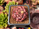 Echeveria Agavoides 'Levin' 1" Succulent Plant