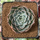 Echeveria 'Contra' 2"-3" New Hybrid Succulent Plant