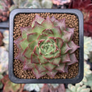 Echeveria 'Shani' 2" Succulent Plant
