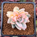 Pachyveria 'Powder Puff' Variegated 1"-2" Powdery Succulent Plant