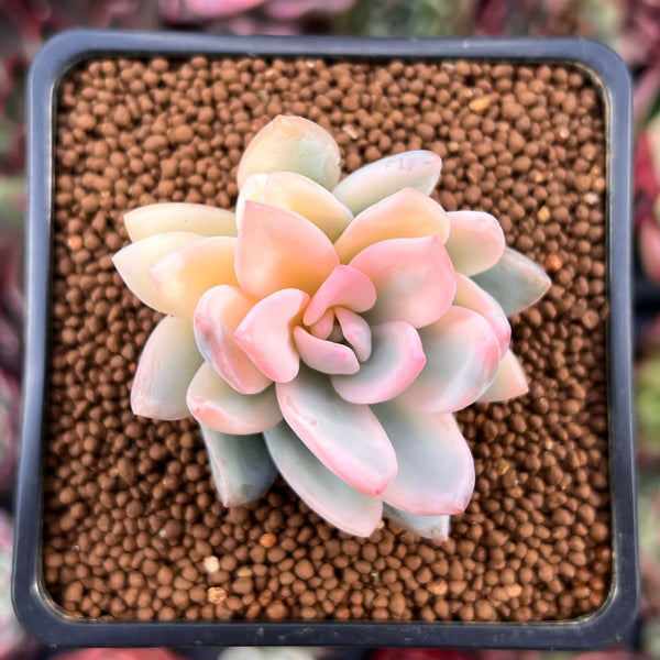 pachyveria powder puff succulent Pachyveria 'Powder Puff' Variegated 1"-2" Powdery Succulent Plant – True Succulents Plant Co