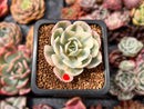 Echeveria 'Compton Carousel' Variegated 1"-2" Succulent Plant