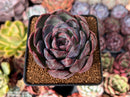 Echeveria Hybrid sp. 3" Succulent Plant