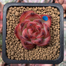 Echeveria Agavoides 'Fire Pillar' 1" Succulent Plant