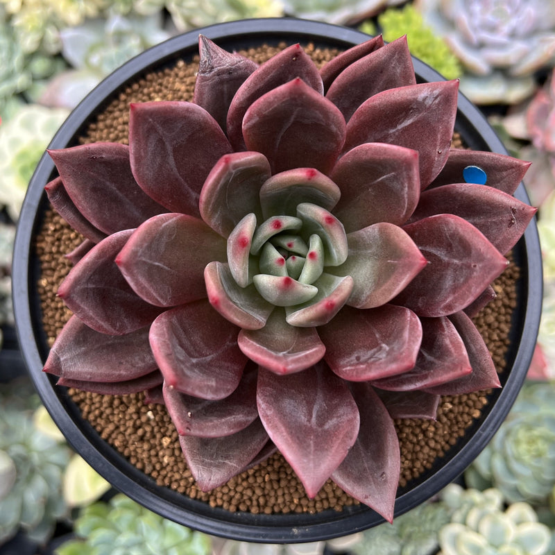 reddish-purple succulent Echeveria 'Purple Champaign' 4