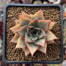 Echeveria Agavoides 'Red Pop' 2" Succulent Plant