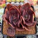 Echeveria 'Hanaikada' Non-Variegated 2"-3" Succulent Plant