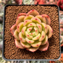 Echeveria 'Chanel' 2" Succulent Plant