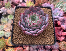 Echeveria 'Jackal' Selected Clone 2"-3" Succulent Plant