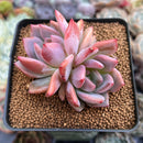 Echeveria 'Sharman' 2" Succulent Plant