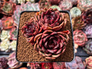 Echeveria Agavoides 'Eclipse' 3"-4" Cluster Succulent Plant
