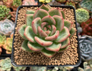 Echeveria 'White Champaign' 2"-3" Succulent Plant