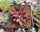 Echeveria Agavoides 'Elenco' 2" Succulent Plant
