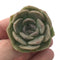 Echeveria 'Skybell' 1" New Hybrid Succulent Plant