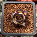 Echeveria Agavoides 'Black Ebony' 1" *Cutting* Succulent Plant