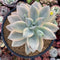 Graptopetalum 'Paraguayensis Awayuki' Variegated 5" Large Succulent Plant