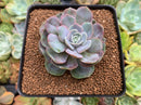 Echeveria 'Blue Surprise' Variegated 2"-3" Succulent Plant