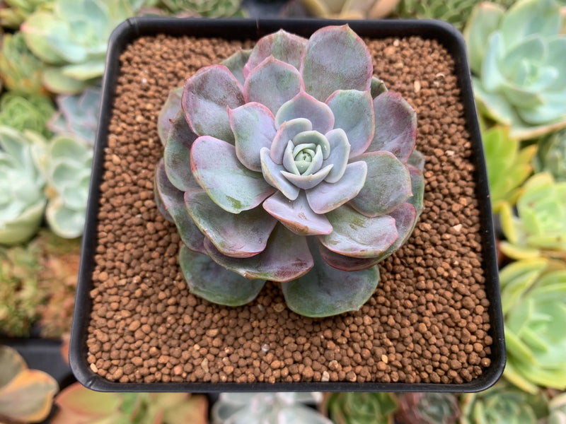 blue surprise succulent Echeveria 'Blue Surprise' Variegated 2"-3" Succulent Plant – True Succulents Plant Co