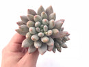 Pachyveria Venus Cluster 4” Rare Succulent Plant